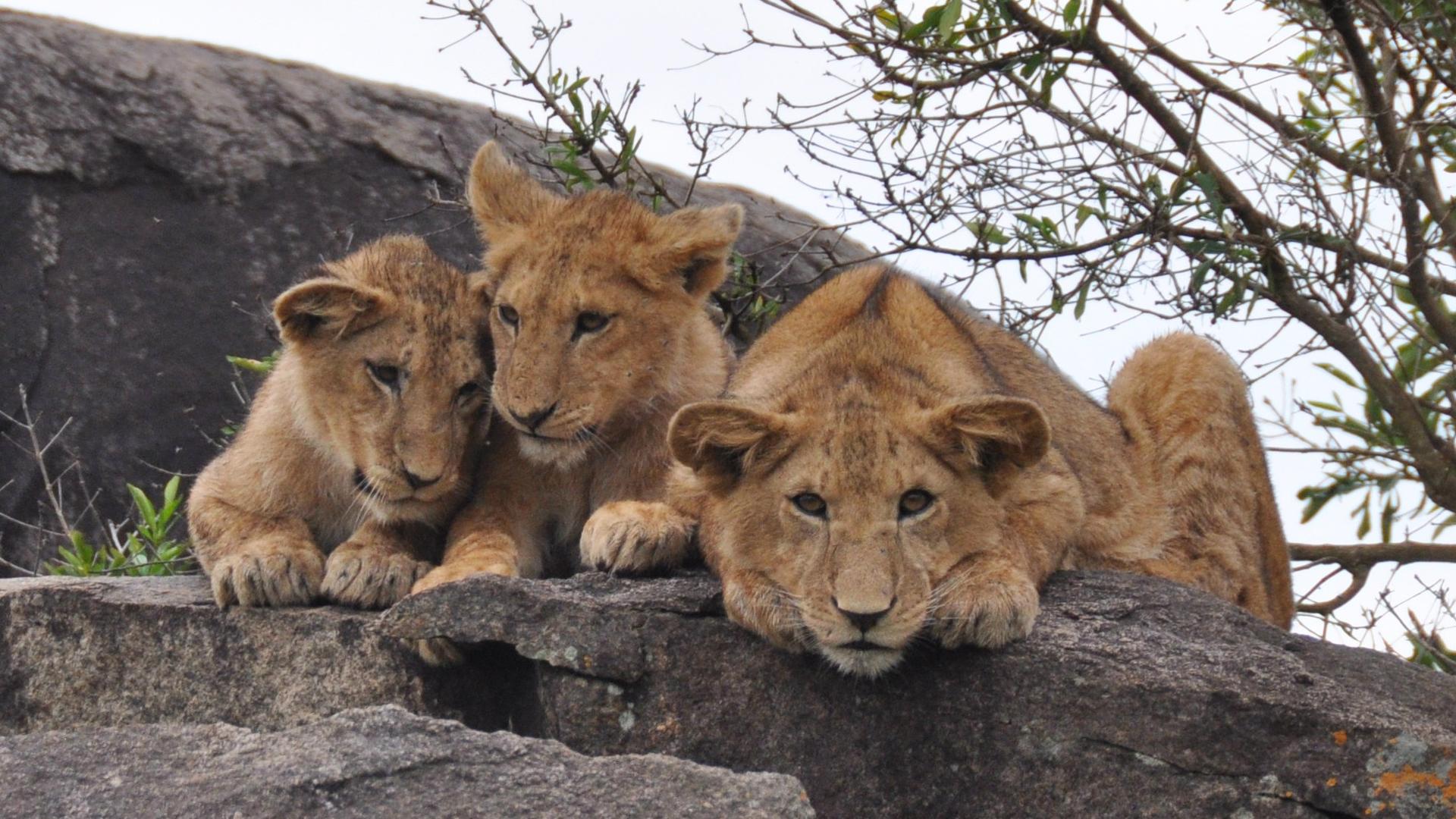 21 - Days Legends of East Africa luxury safari expedition