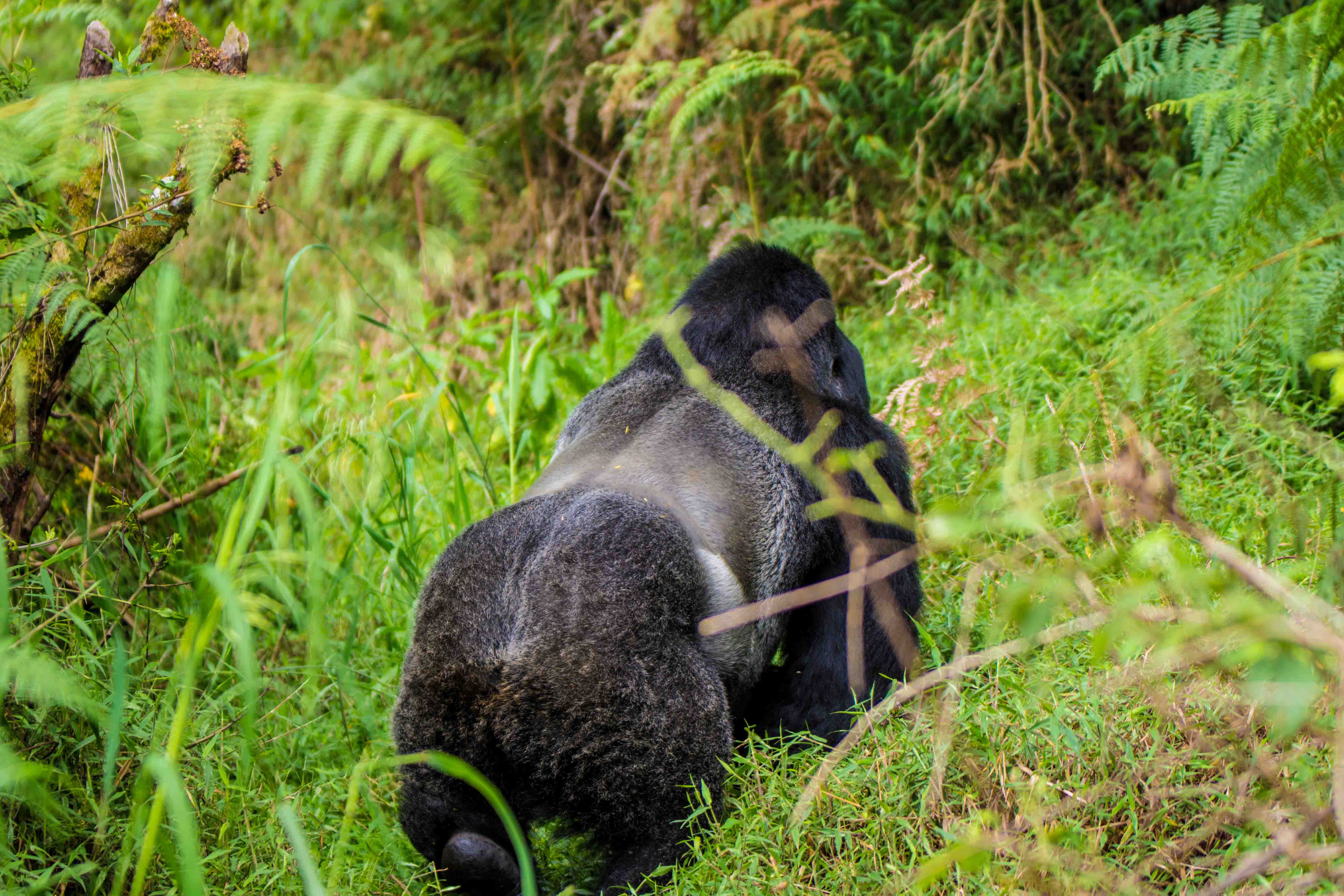 3 - Days gorilla trekking adventure