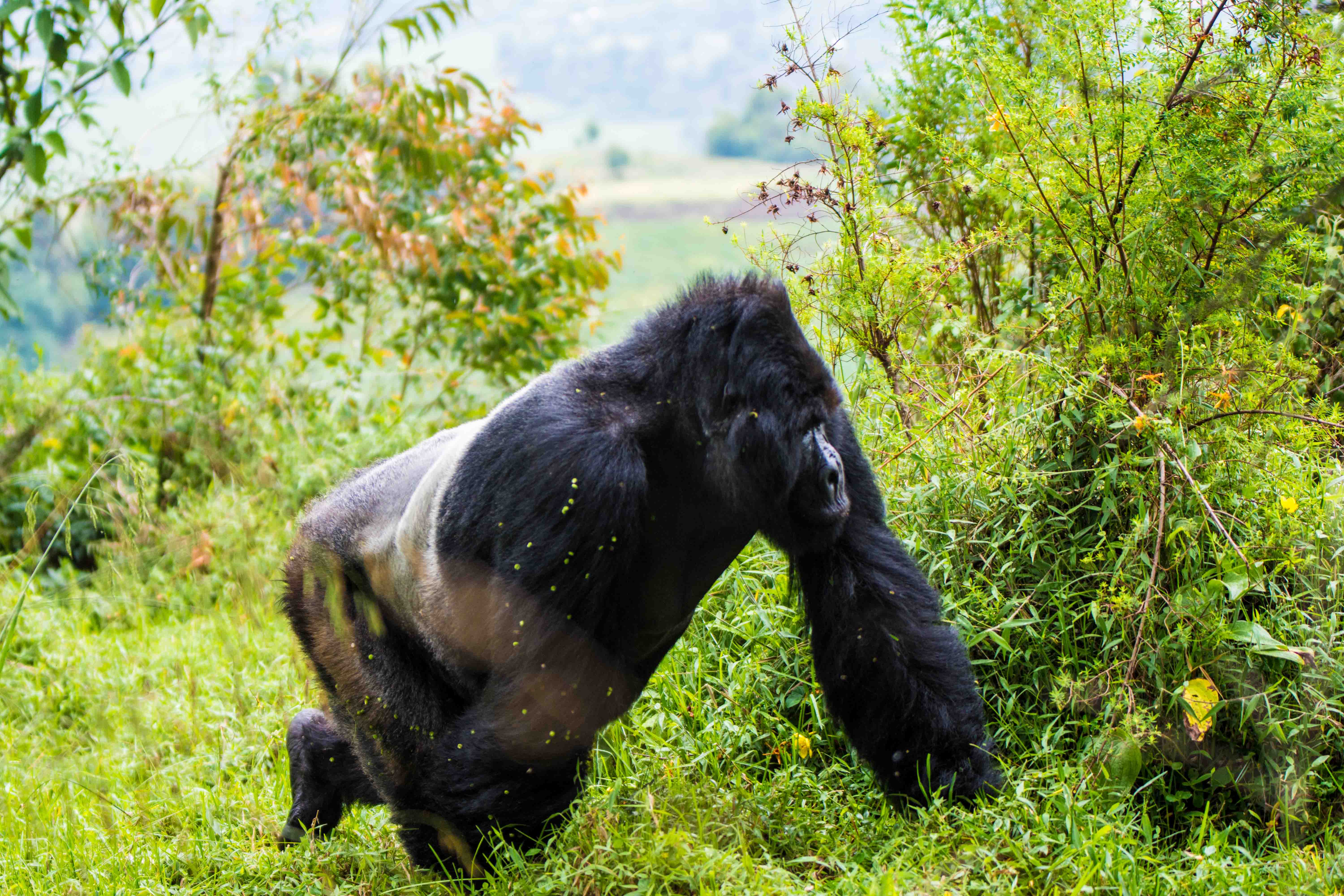 10 Days  Uganda's Gorrilas Encounter, Wildlife & Kigali City Tour
