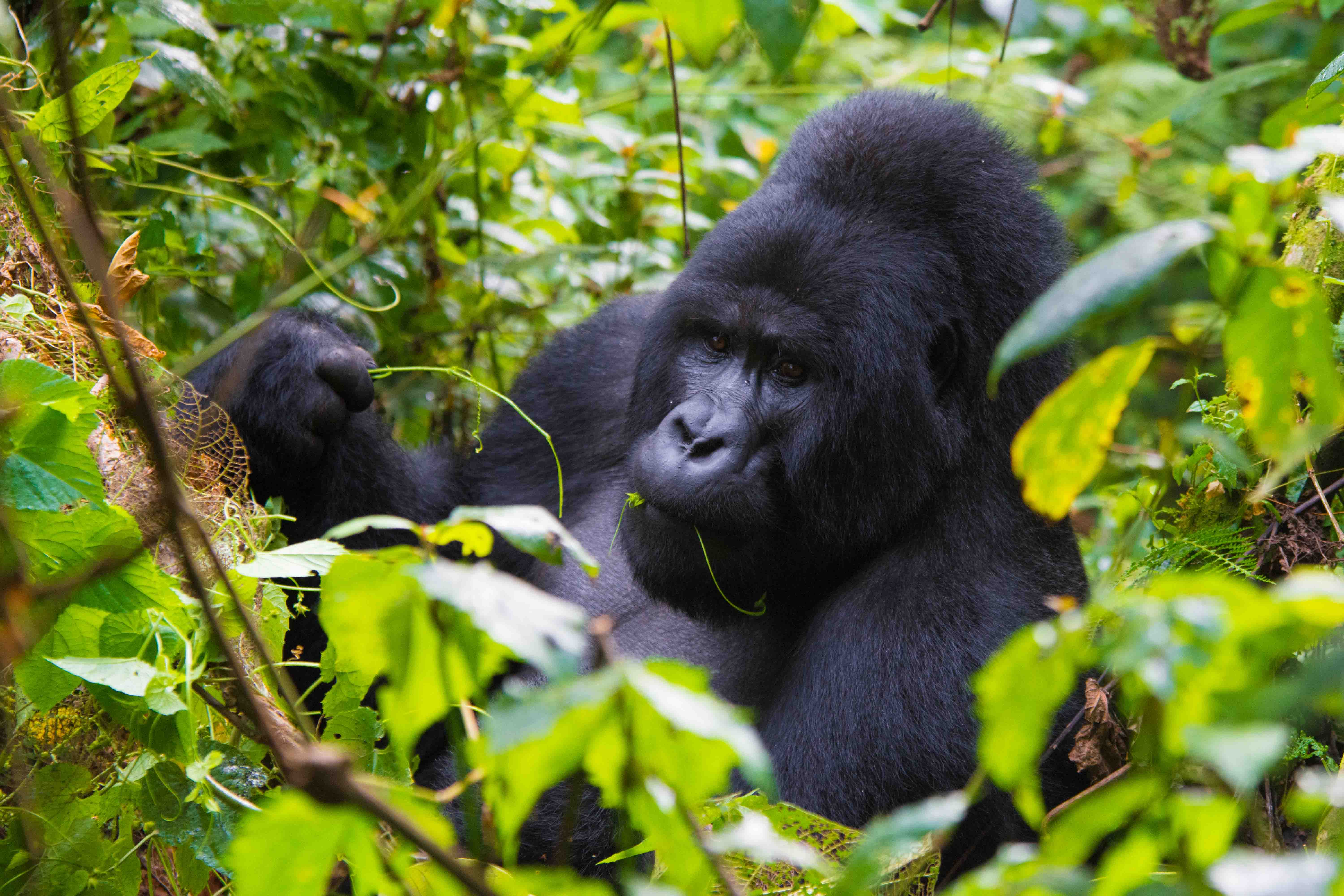 3 - Days Mountain gorilla trek & lake Bunyoyi (Budget tour)