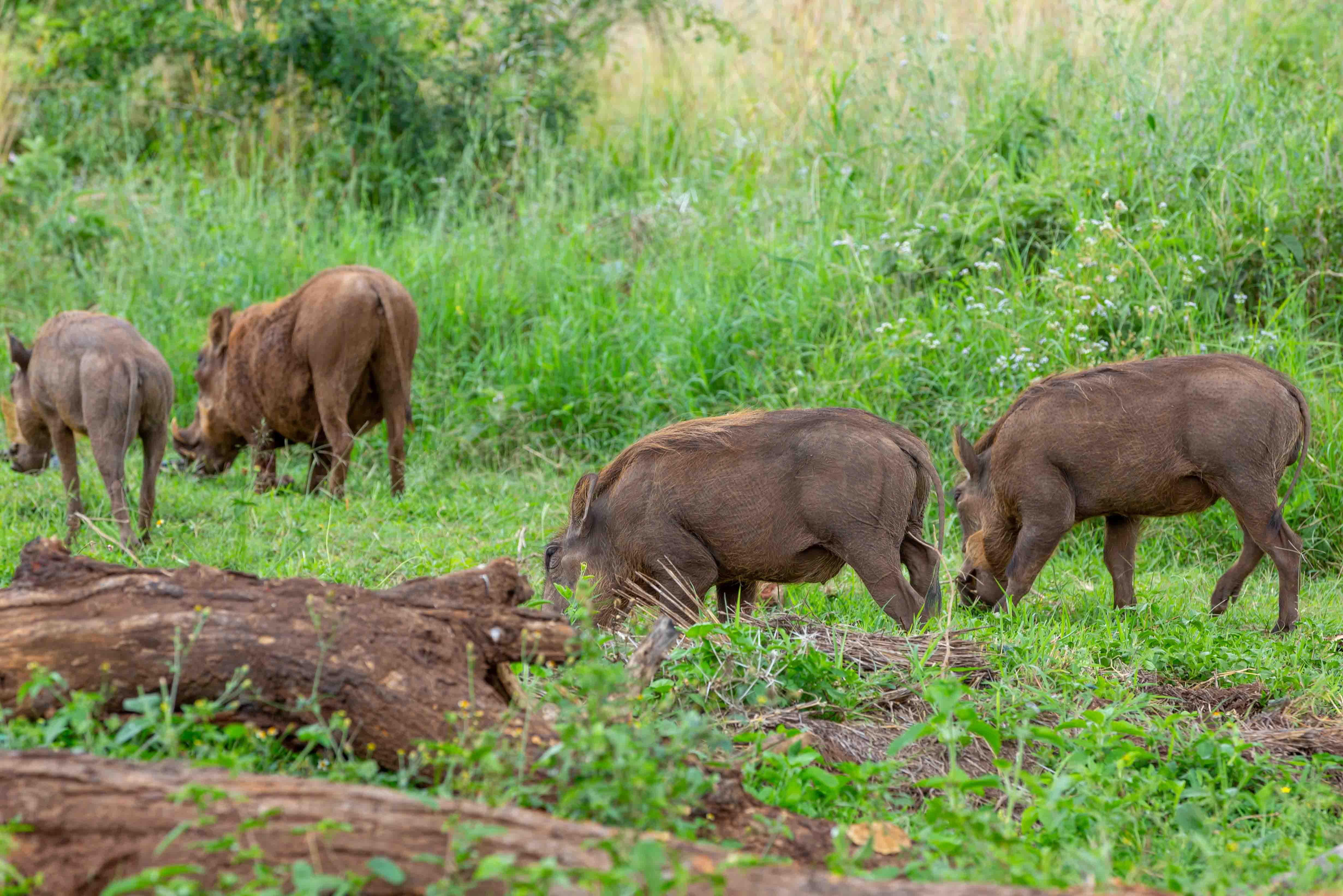 8 - Days primates, wildlife and water rafting uganda safari