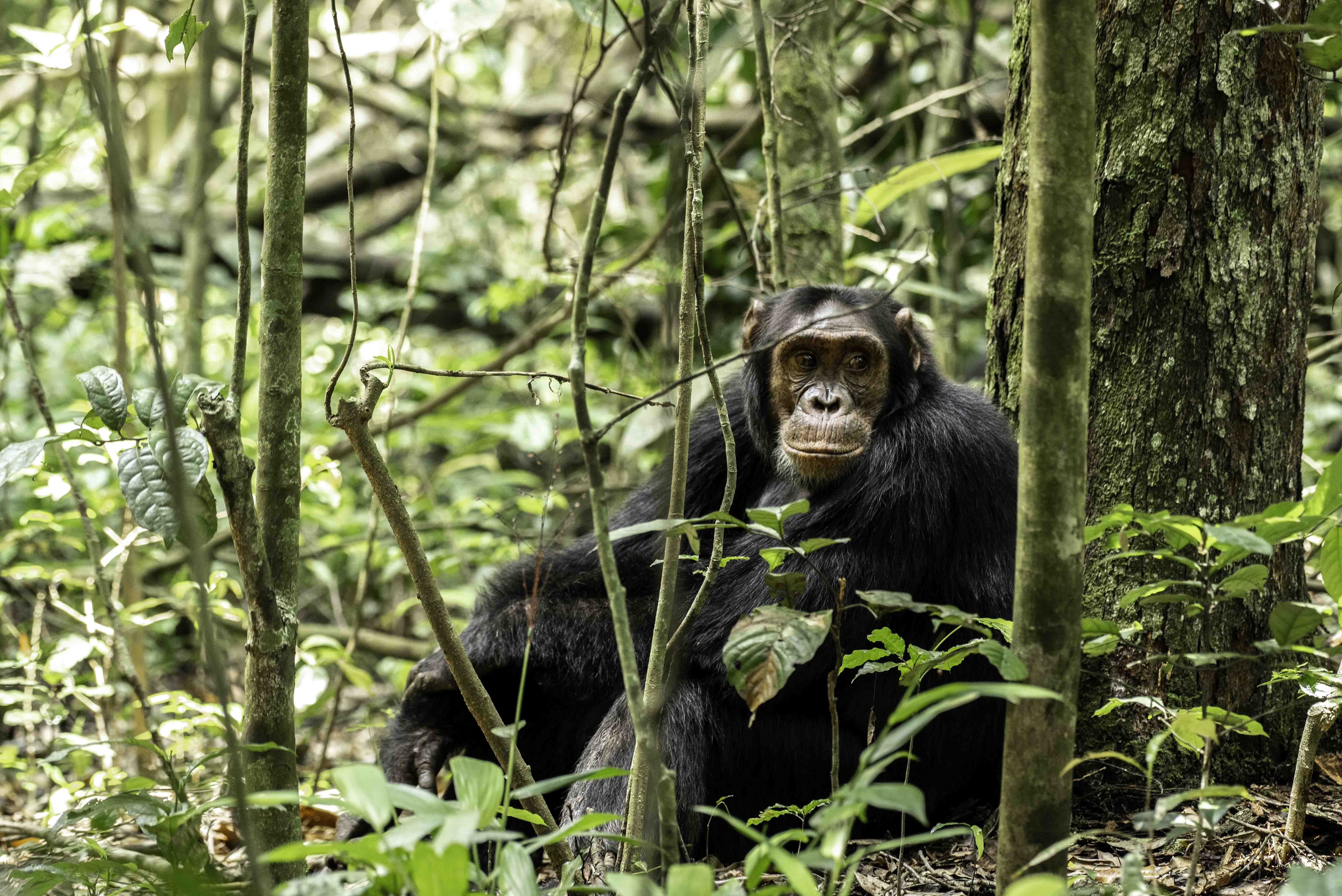 6 - Days Uganda primates