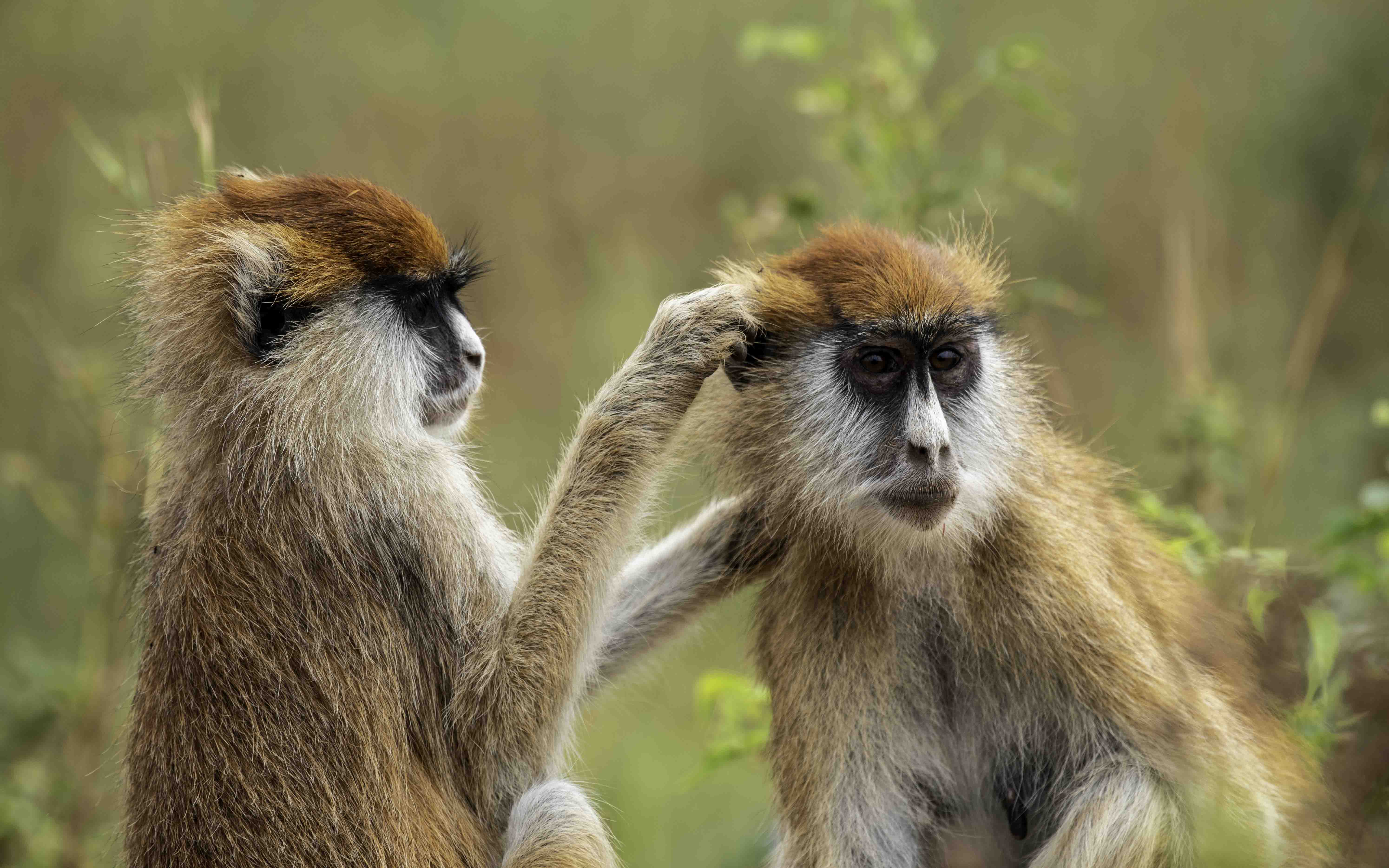 2 - Days Murchison falls safari