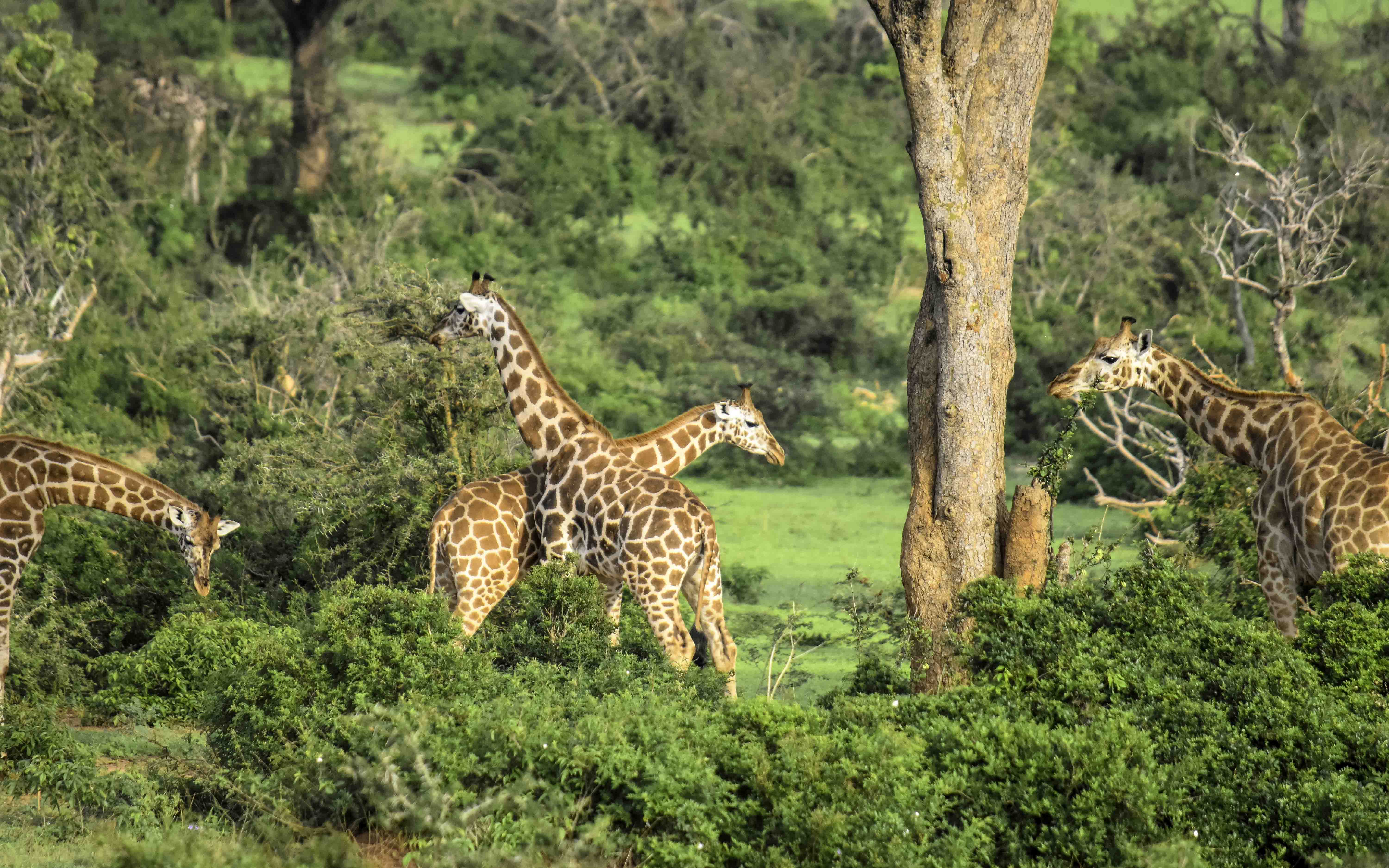 8 - Days The big 5 - Uganda tour