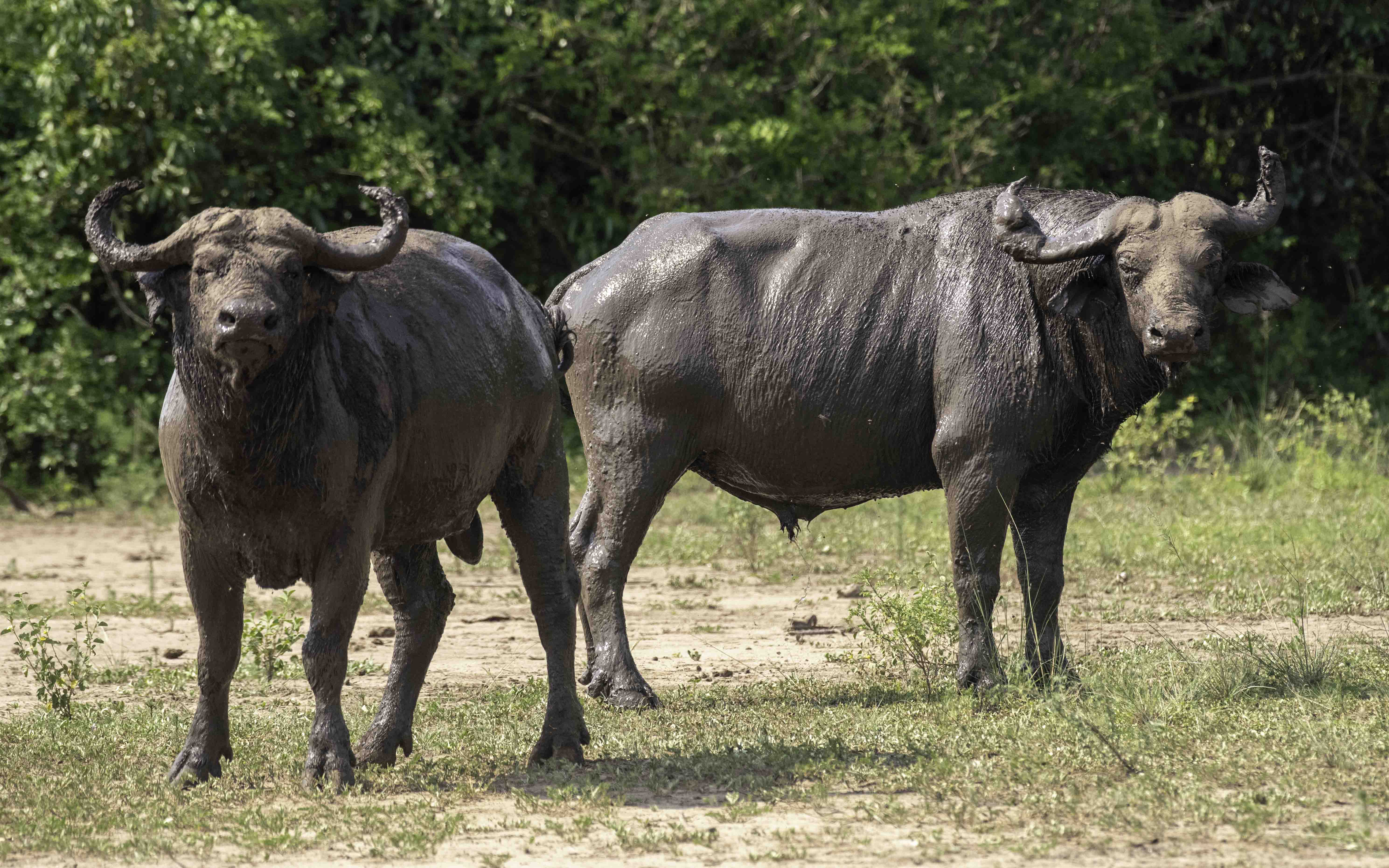 7 - Days Bwindi, Kibale & Queen Elizabeth Np Mid-Range safari