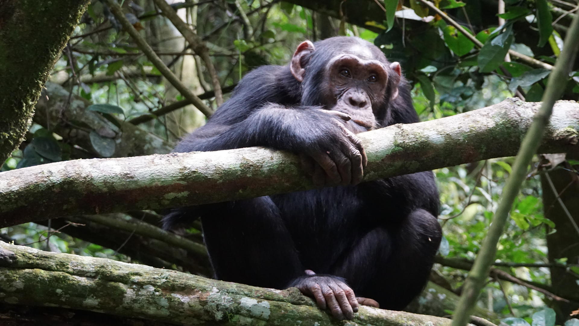 12 - Days Uganda exclusive primates Holiday (Private tour)