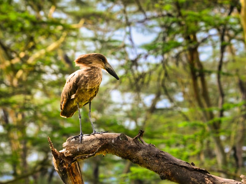 17 - Days ultimate Uganda birding & wildlife safari