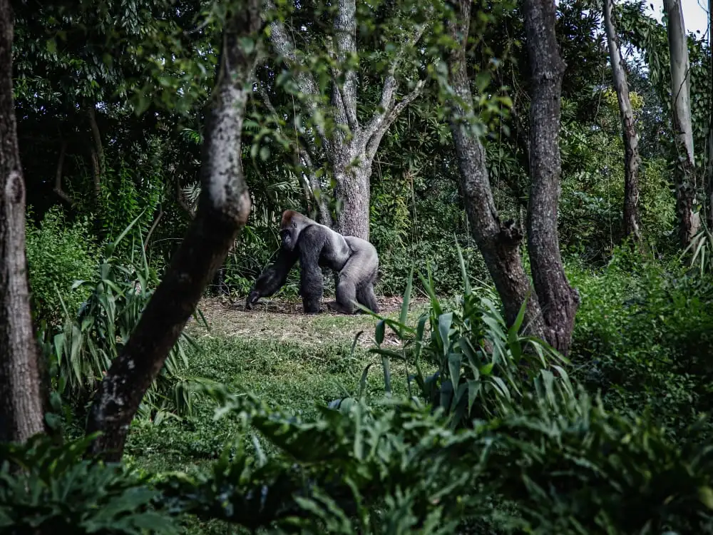 5 - Days gorilla and chimp trekking & wildlife safari (Mid - range)
